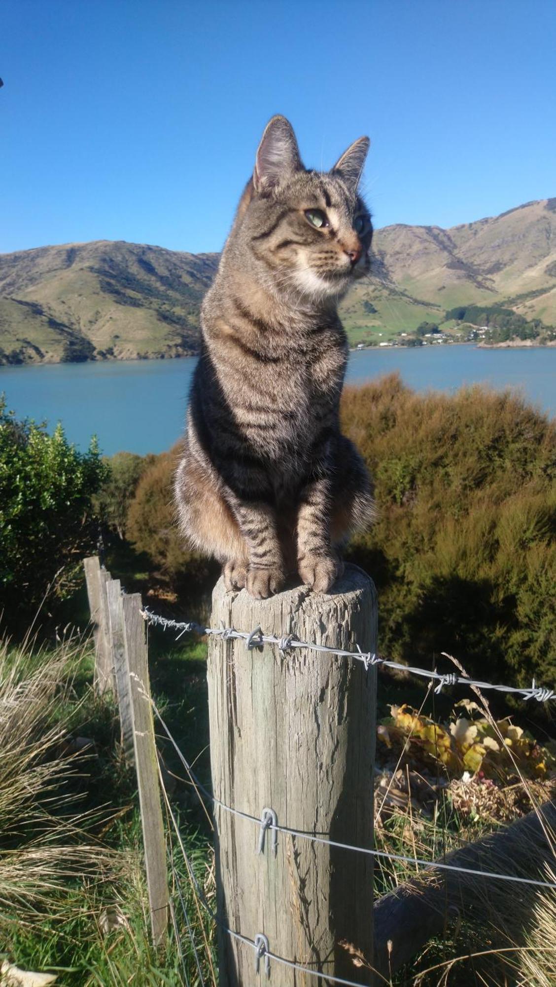 Port Levy B & B Christchurch Eksteriør billede